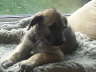 Briggs at 8 weeks