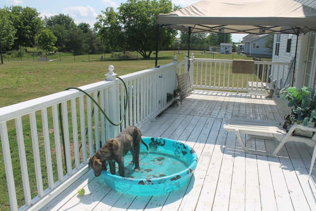 Chewing the pool