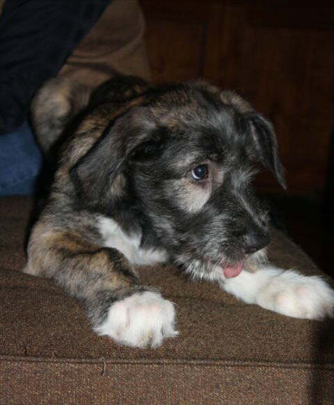 Christmas_Seamus_2011