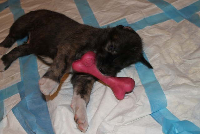 Damon 5 weeks