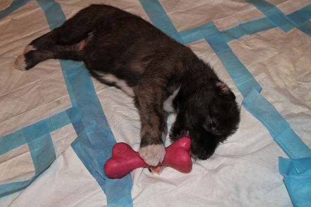 Damon's toy bone