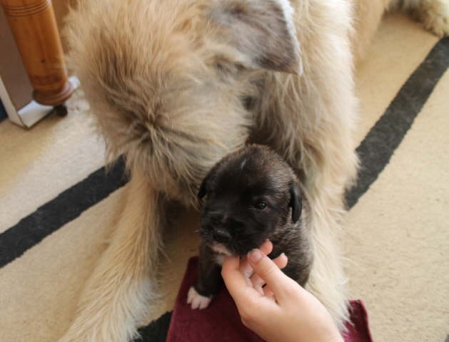 Ear cleaning