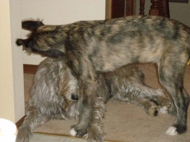 Ears in motion