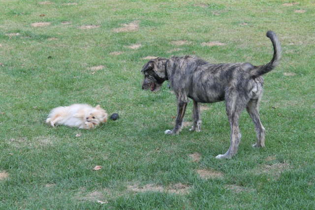 Get up & play with me