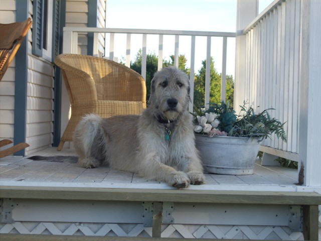 Gorgeous Briggs