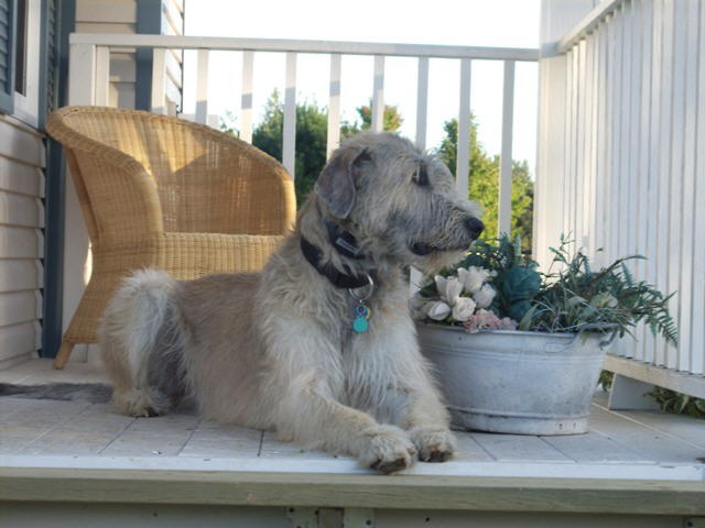 Handsome Briggs