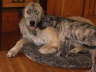 Heera kisses Jul 2010