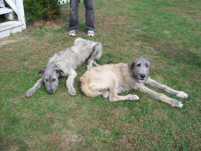 Herc Heera Stretched Out