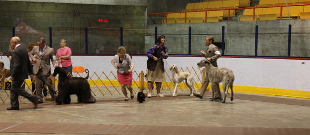 Hochelaga Gr4th2011