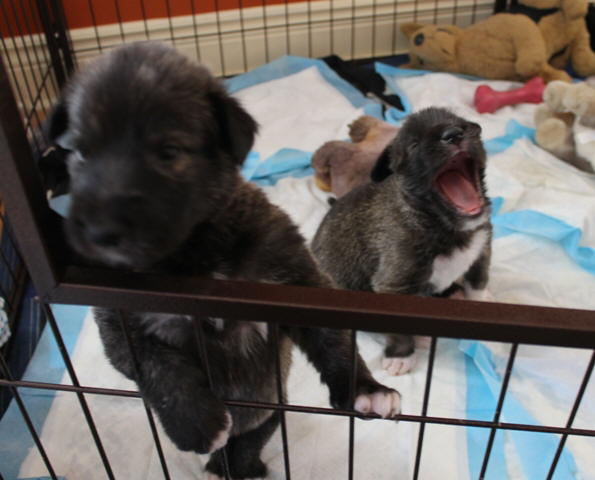 Howl turns into yawn