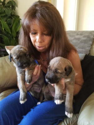Leyla & Gomora