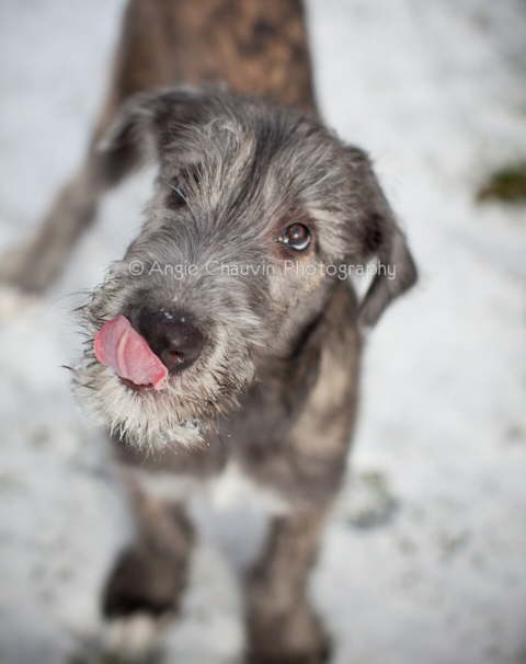 Love Snow