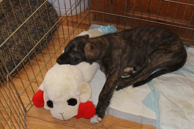 Love my Lambchops