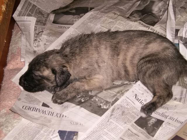 May 26'10 Heera resting