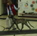 My Great Stride