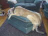 Need Bigger Ottoman