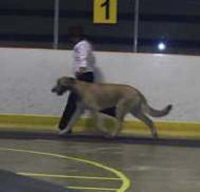 Nice Gait
