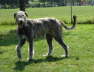 Prancing Boy