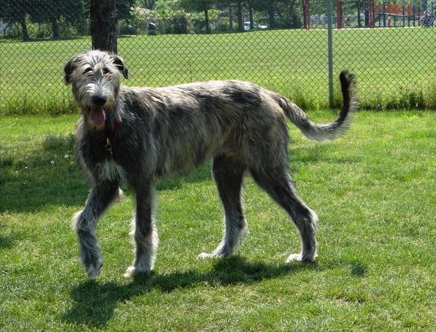 Prancing Boy
