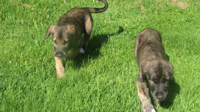Pup Powerwalk