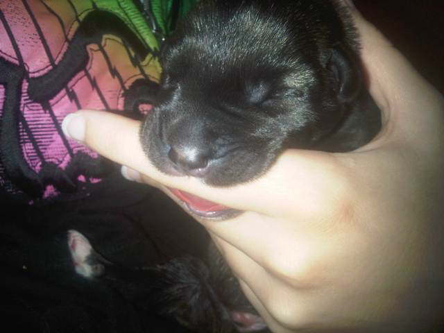 Puppy Hickeys