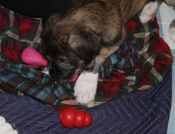 Seamus Last Night