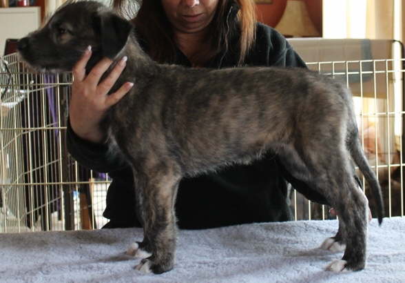 Selkirk 8 weeks