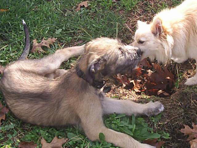 Sharing