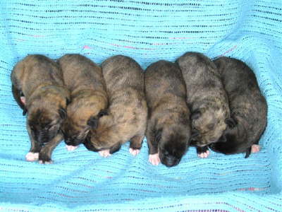 Sheenan 3rd from the right