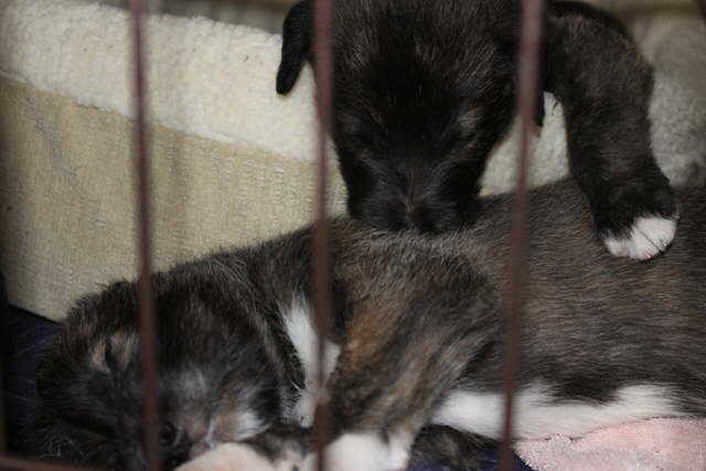 Sleeping Bros