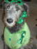 StPattie's Day 2012