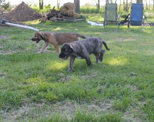 Stella & Me on the prowl