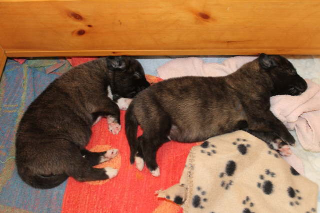 The Boys Day 16