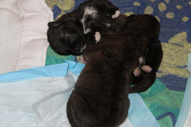 The Boys Day 17-1