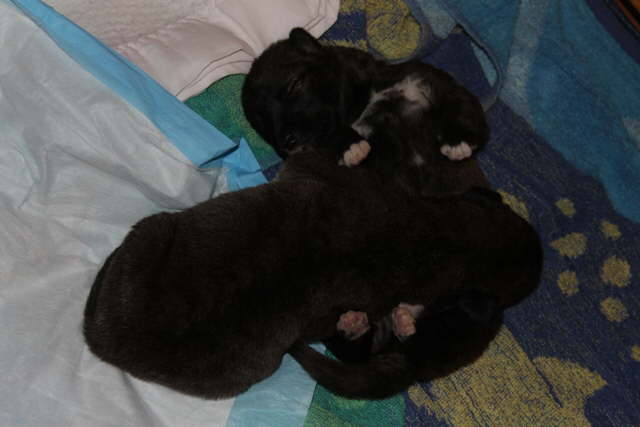 The Boys Day 17-2