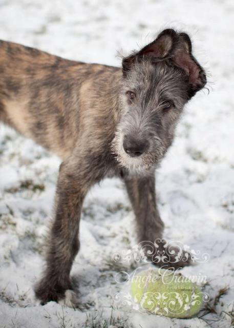 The ears have it!