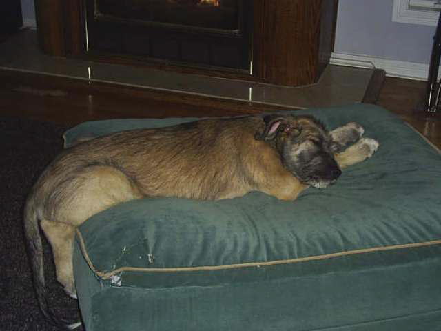 TriedThenFellAsleep